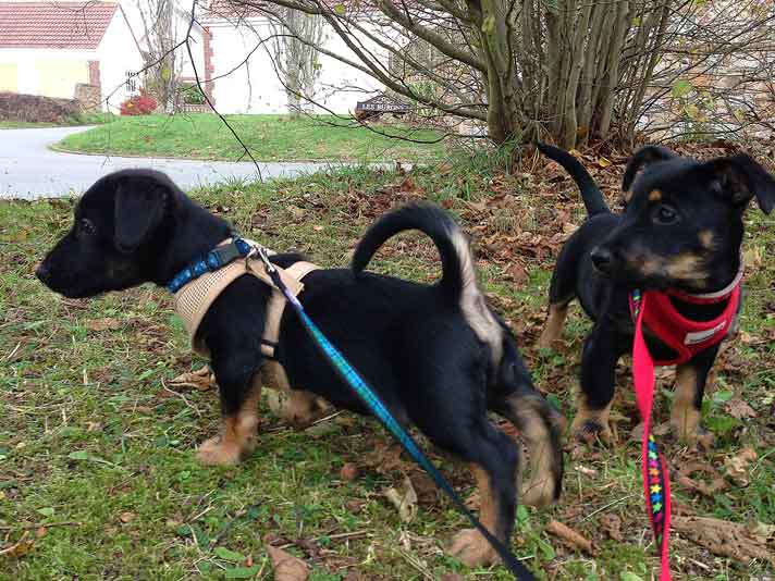 jenkins-and-bella-4-12-13