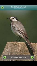 PIED-wagtail_adult