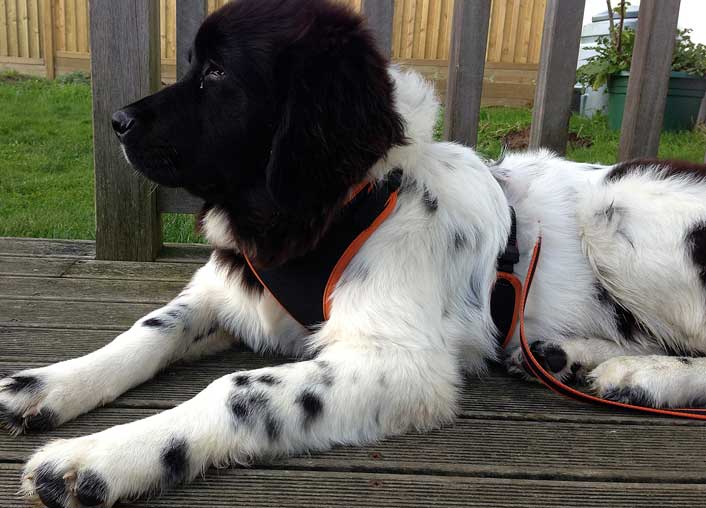 bella_harness_on_decking_15-11