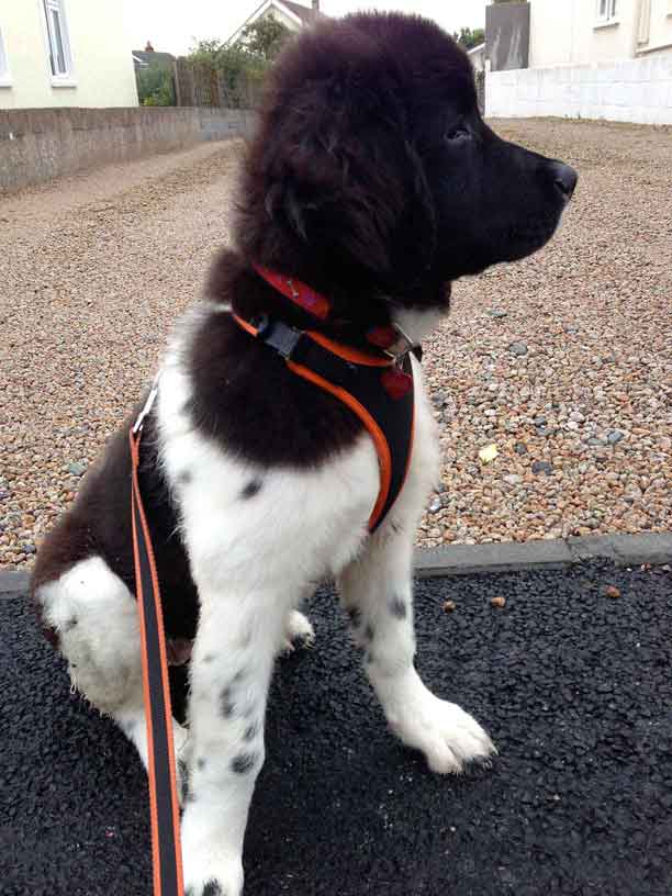 bella_puppy-24-10-13