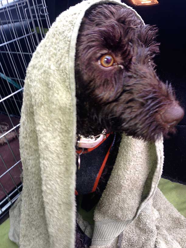 Betty - Cosy, dry and very cute.