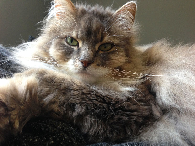 cat_jersey_-animals_concierge