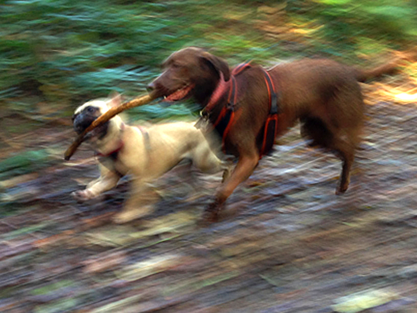 gizom_willow_stickplay_jersey_dog_walks