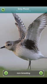 grey_plover-18-11-gorey