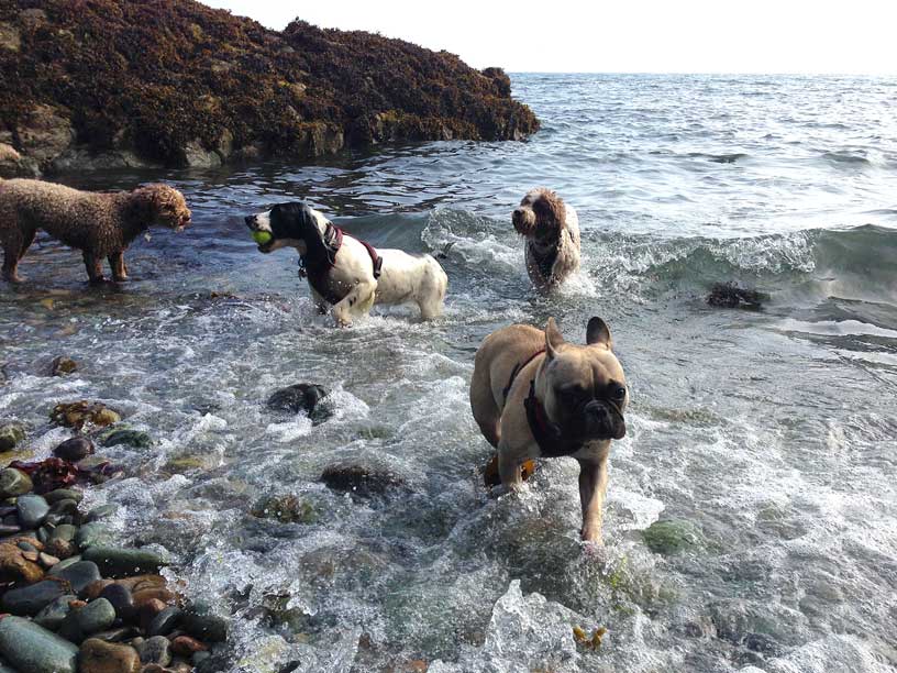 half-day-swimming-dogs-Jersey
