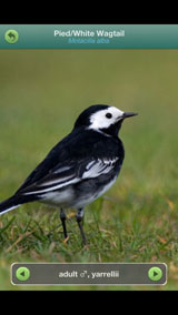pied-wagail_male_adult