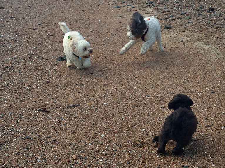 playtime_ela-jack-winnie-22-11