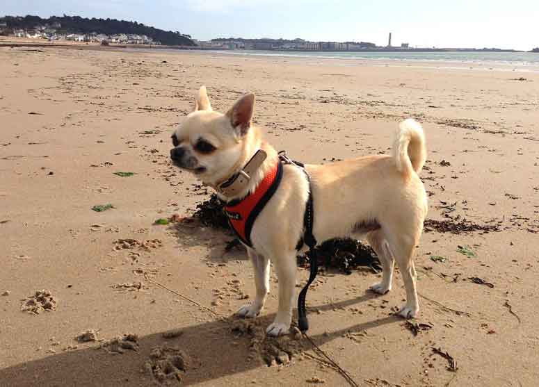 rolo_beach_sunny_24-10-13