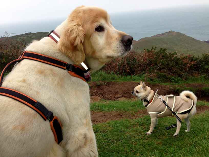 taka_rolo_plemount_18-11