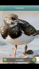turnstone18-11