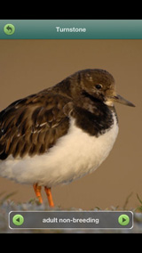 turnstone_2_18-11-gorey
