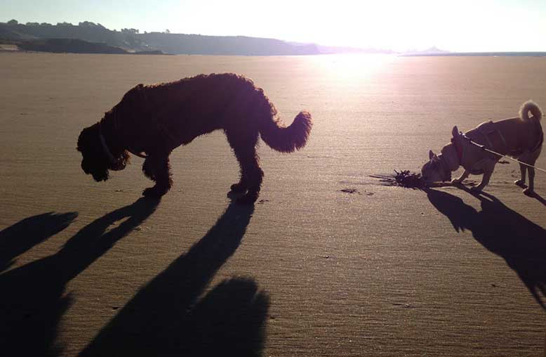 Betty-and-Rolo-on-St-Ouen-Jersey-091213