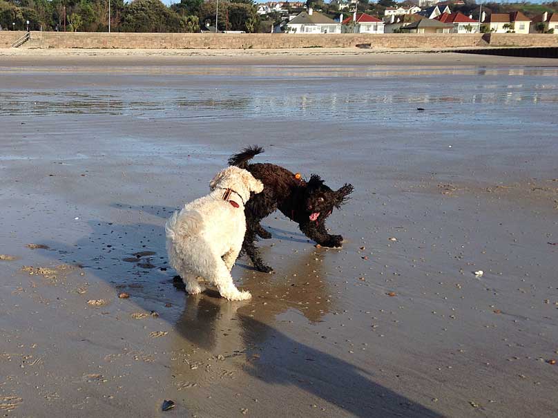Jack-Betty-playing-St-Aubins-Jersey-201213