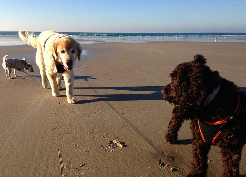 Rolo-Taka-Betty-on-St-Ouen-Jersey-091213