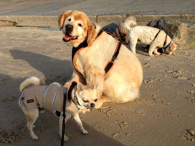 Rolo-Taka-Jack-Ella-St-Ouens-jersey-111213