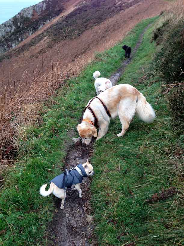 Rolo-Taka-Jack-Winnie-Wolfs-Caves-cliffpath-181213