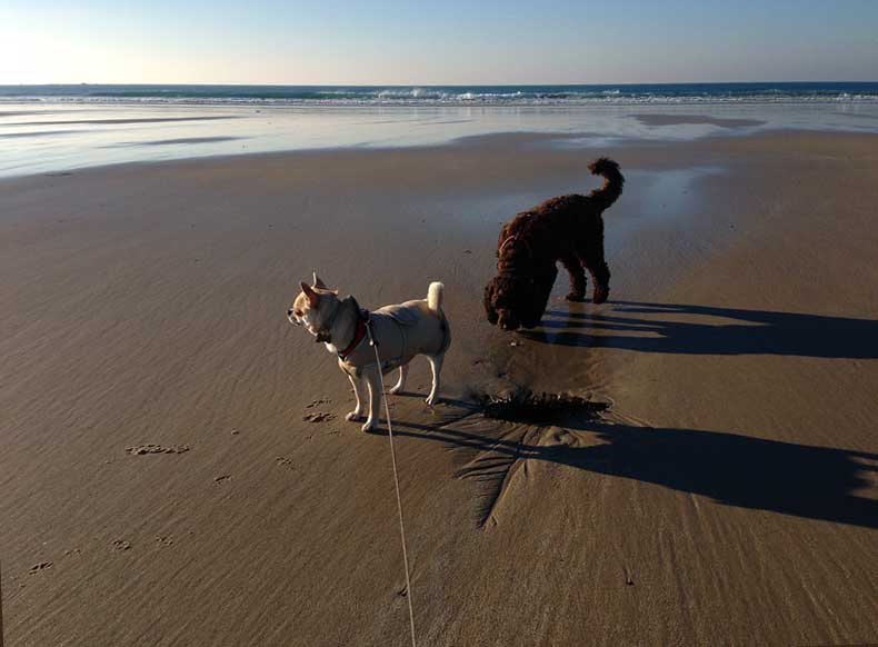 Rolo-and-Betty-St-Ouen-jersey-9-12-13