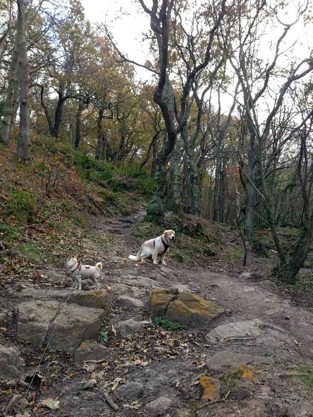 WOLFS_LAIR_wood_rolo_taka_2-12-13