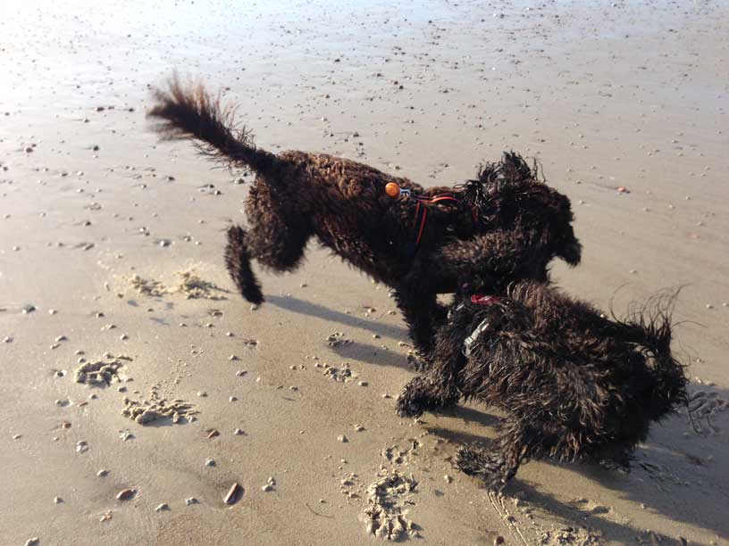 betty-winnie-dark-ball-of-play-201213