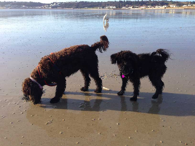 betty-winnie-jack-st-Aubins-Jersey-201213