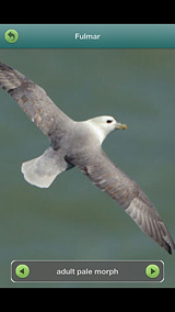 fulmar-wolfs-cave-4-12-13