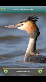 great-crested-grebe-4-12-13