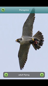peregrine