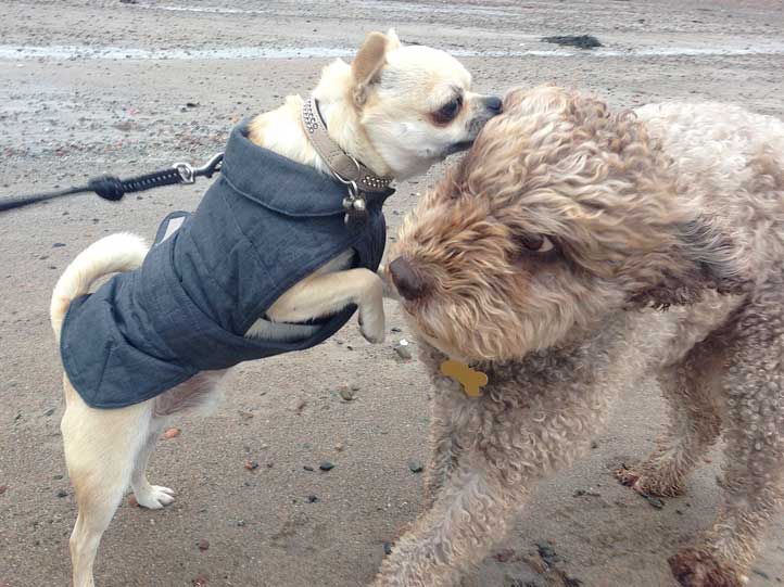 rolo-ella-lets-get-out-of-here-Jersey-231213