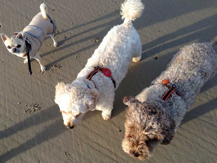 rolo-jack-ella-st-ounes-jersey-111213