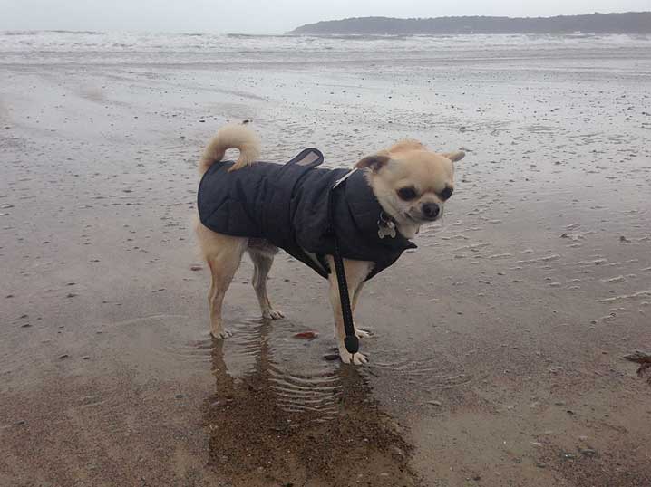 rolo-st-aubins-storm-Jersey-231213-