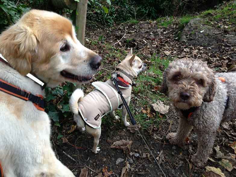 waypoint_taka-rolo-ella-2-12-13