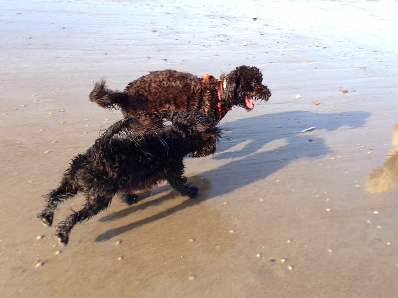 winnie-betty-flat-out-play