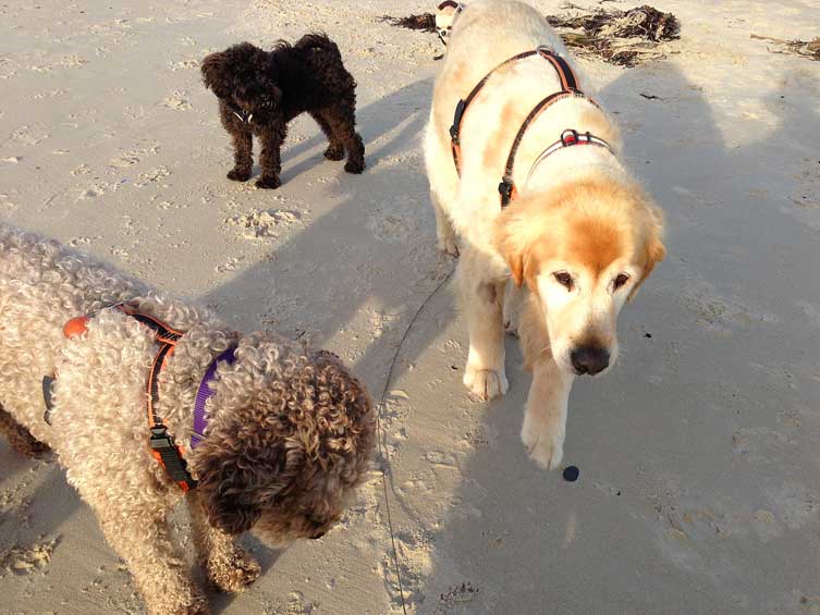 winnie-ella-rolo-taka-st-ouens-jersey-111213