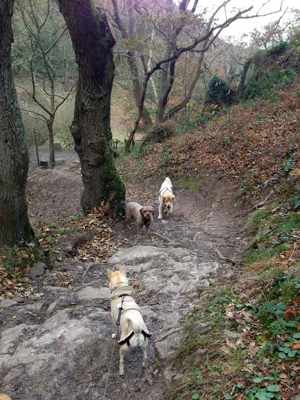 wolfs_lair+wood_ella-rolo-taka