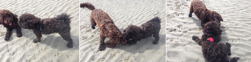 Betty-Winnie-playing-Jersey-280314