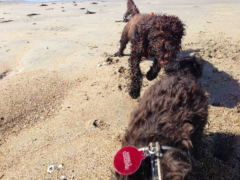 Betty-and-Winnie-chasing-210314