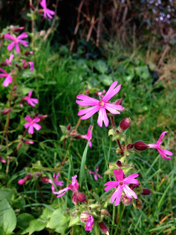 Campoins-Jersey-Rozel-190314