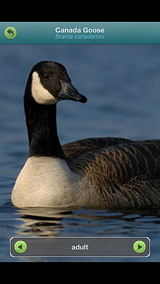 Canada-goose