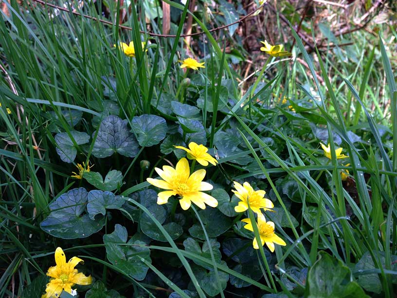 Celandine-Rozel-Jersey-190314
