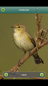 Chiffchaff