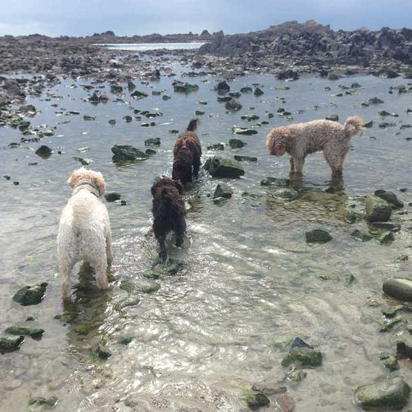 Curly-Crew-Jersey-280314