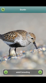 Dunlin-wader-jersey-190314