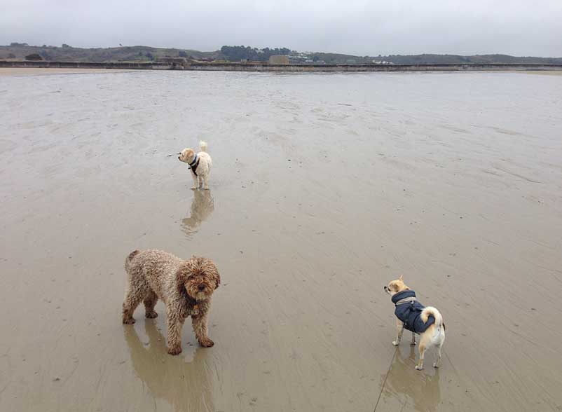 Ella-Rolo-Jack-at-St-Ounes-17-314