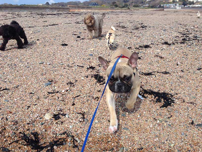 Gizmo-Curly-Crew-Gorey-Jersey-270314