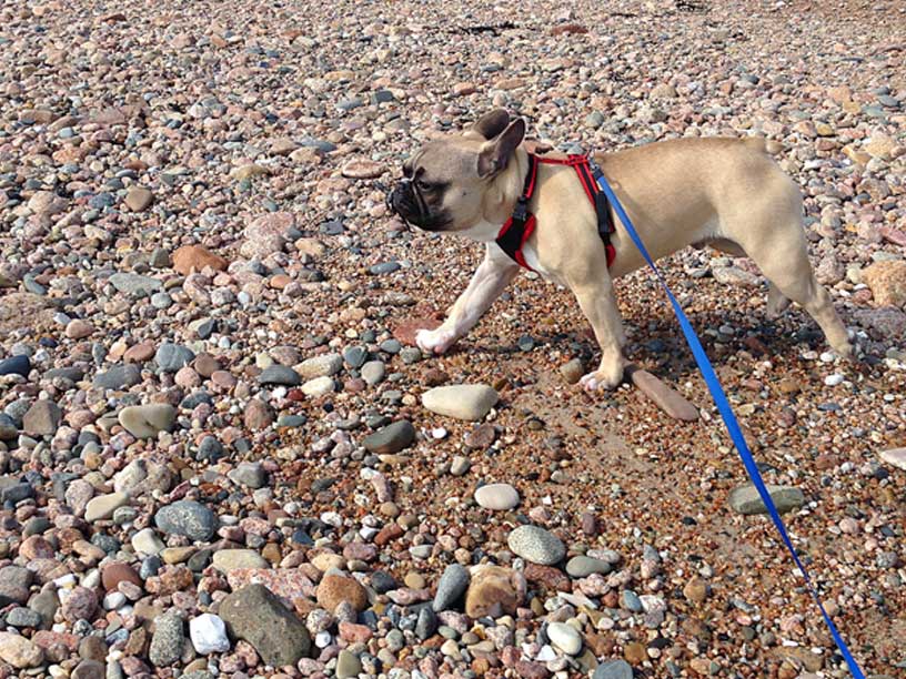 Gizmo-Gorey-jersey-270314