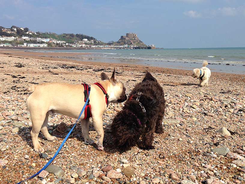 Gizmo-Winnie-Jack-Gorey-jersey-270314