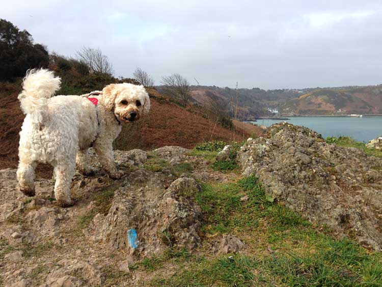 Jack-Rozel-Jersey-190314