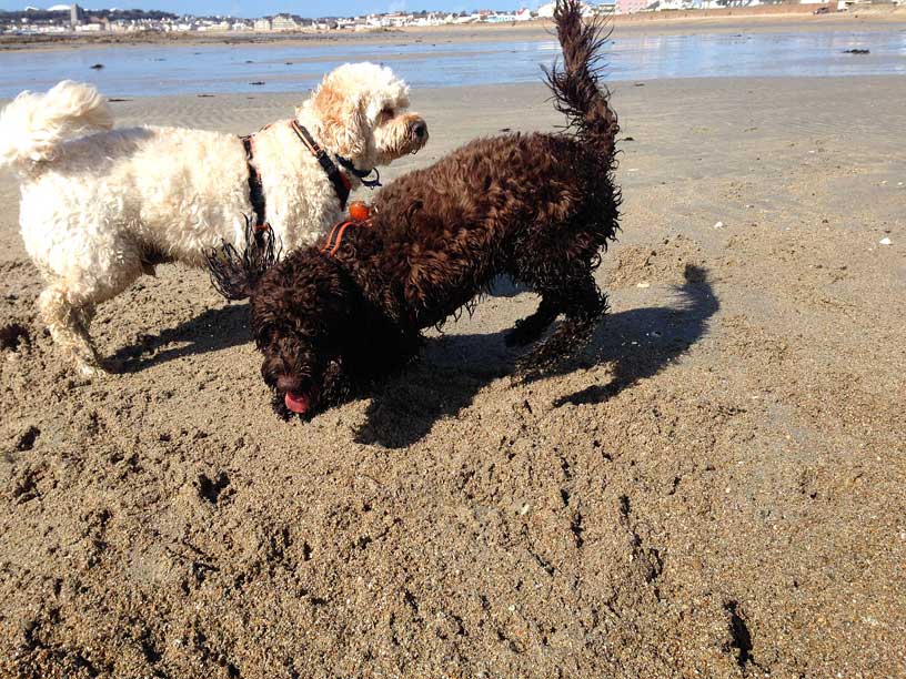 Jack-and-Betty-Jersey-Green-Island-210314