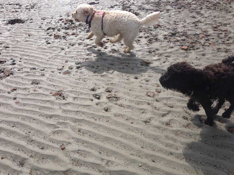 Jack-and-Winnie-Jersey-280314