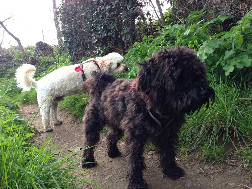 Jack-and-Winnie-footpath-Jersey-190314